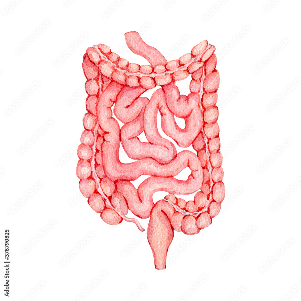 Watercolor anatomy organ intestines illustration. 
