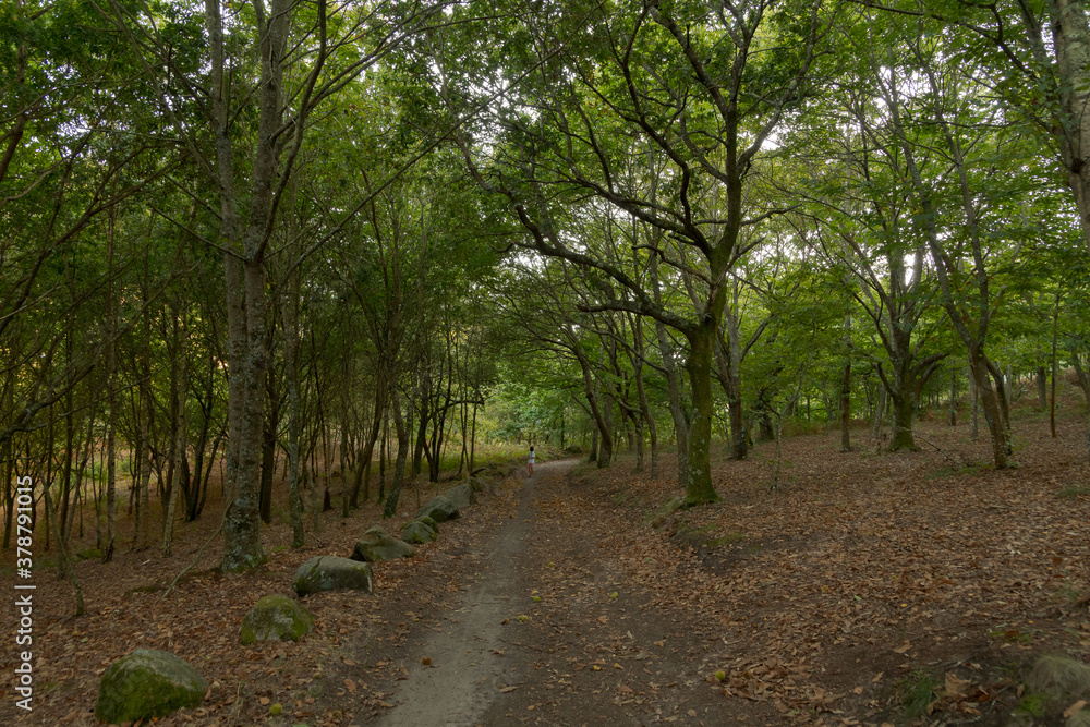 Fototapeta premium Atlantic Forest of northwestern Spain in autumn