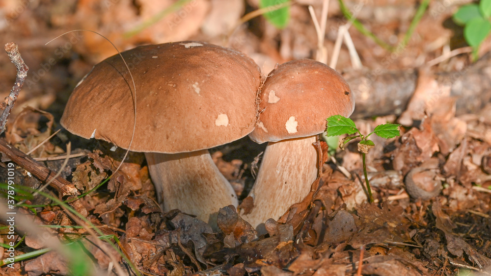 Funghi nel bosco in autunno, ripresi in primo piano, in settembre Funghi nel bosco in autunno, ripresi in primo piano, in settembre