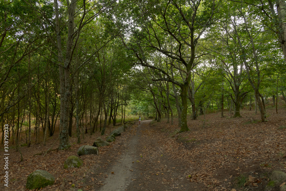 Atlantic Forest of northwestern Spain in autumn Atlantic Forest of northwestern Spain in autumn