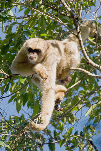 Macaco mono carvoeiro ou Muriqui, animal ameacado de extincao photo