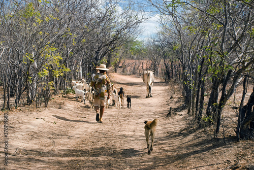 Fotografía Trabalho do sertanejo tocando criação de cabras.