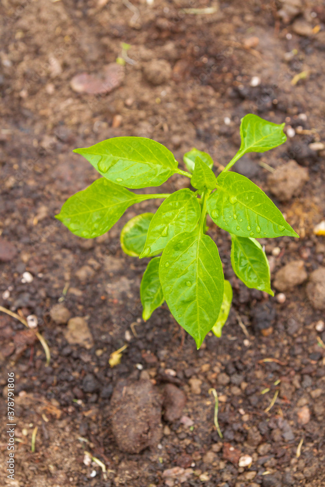 Pepper seedlings grow in the garden in summer Pepper seedlings grow in the garden in summer