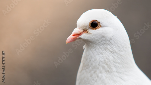 white dove  © CecilieBerganStuedal