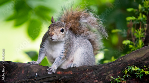 Pregnant squirrel © CecilieBerganStuedal