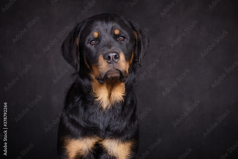 Fototapeta premium Rottweiler