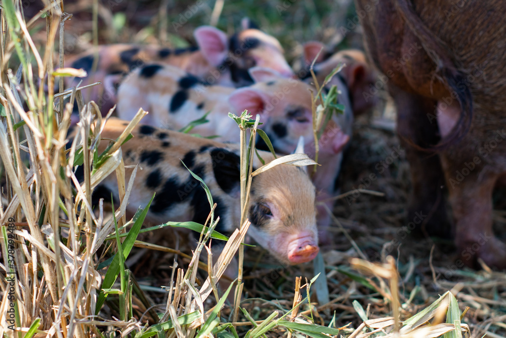 Obraz premium adorable piglets