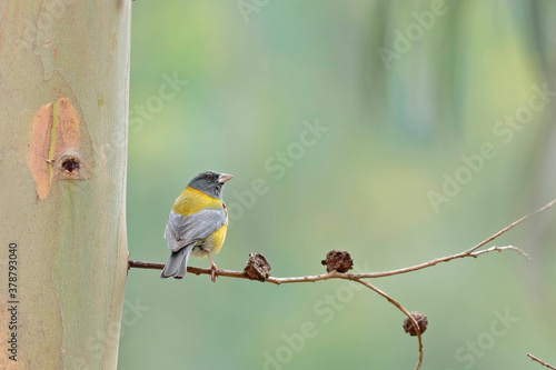 PERUVIAN SIERRA-FINCH (Phrygilus punensis), beautiful specimen in the wild, perched on the branches of a eucalyptus tree. Huancayo-Peru photo