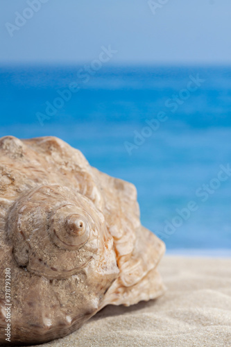 Big spiral seashell on ocean sea sandy beach and water on the background for relaxing wallpaper