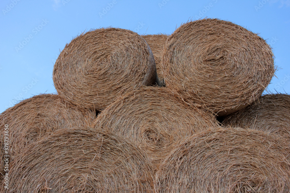 Close-up of hay bales in the field after harvest. Yellow rolls of straw at the end of summer or at the beginning of the autumn season
Close-up of hay bales in the field after harvest. Yellow rolls of straw at the end of summer or at the beginning of the autumn season