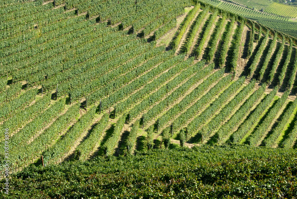 Fototapeta premium The vineyard is a plot of land dedicated to the monoculture of the vine. In the Langhe, the rows of vines draw beautiful drawings and geometries.