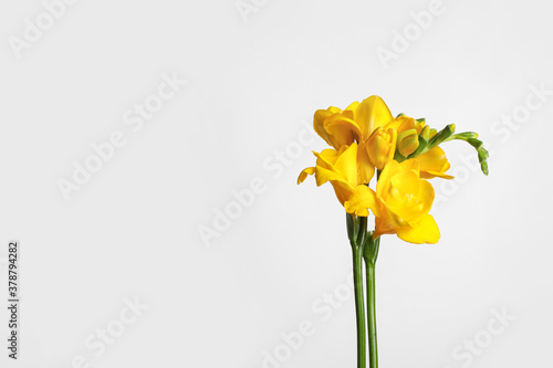 Fototapeta Naklejka Na Ścianę i Meble -  Beautiful blooming yellow freesia on light background. Space for text