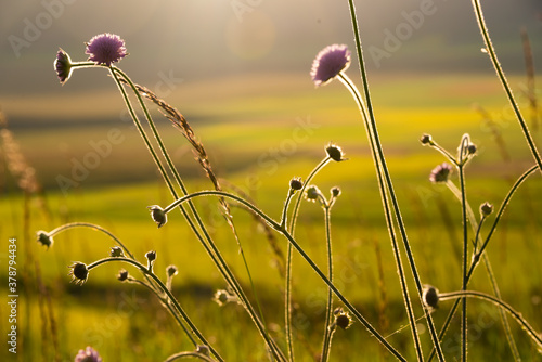 Beautiful wild flowers in sunlight in summer