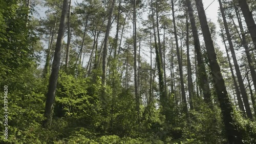 heart of forest