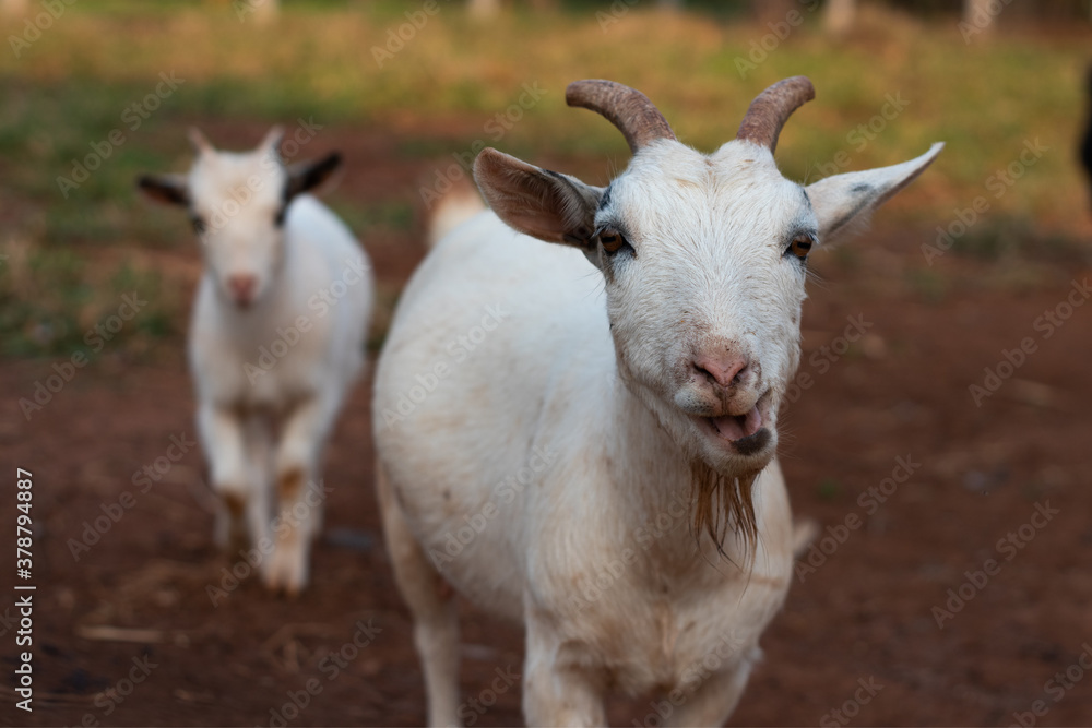 goat family chewing in front of the camera goat family chewing in front of the camera
