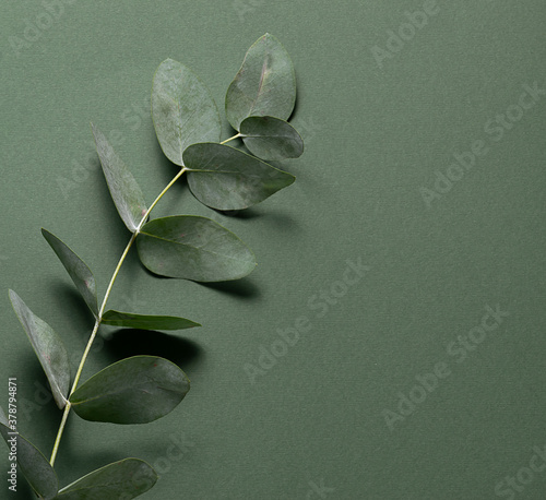 Minimalism monochrome composition with fresh eucalyptus twig on deep green background with copy space for your design. Template for cosmetic banner of invitation card. photo