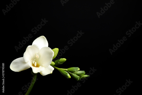 Fototapeta Naklejka Na Ścianę i Meble -  Beautiful white freesia flowers on black background. Space for text