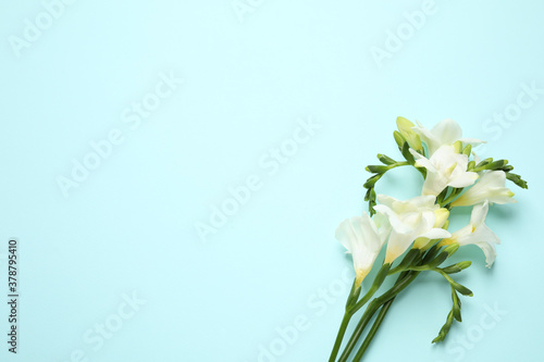 Beautiful freesia flowers on light blue background, flat lay. Space for text © New Africa