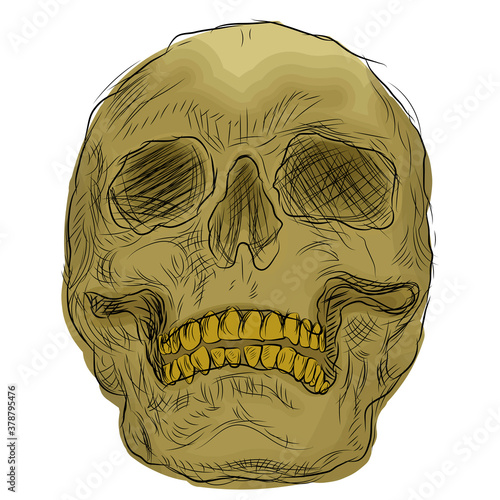 Skull scetches vector AI. Isolated scetch skull.