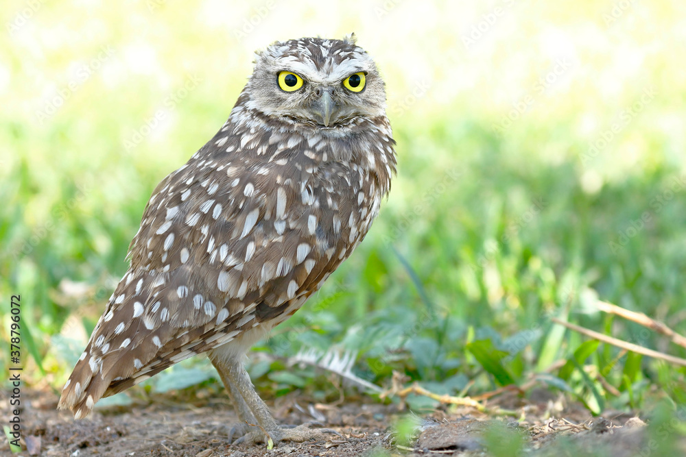 Burrowing owl (Athene cunicularia), detail of the head of beautiful specimen in freedom Burrowing owl (Athene cunicularia), detail of the head of beautiful specimen in freedom