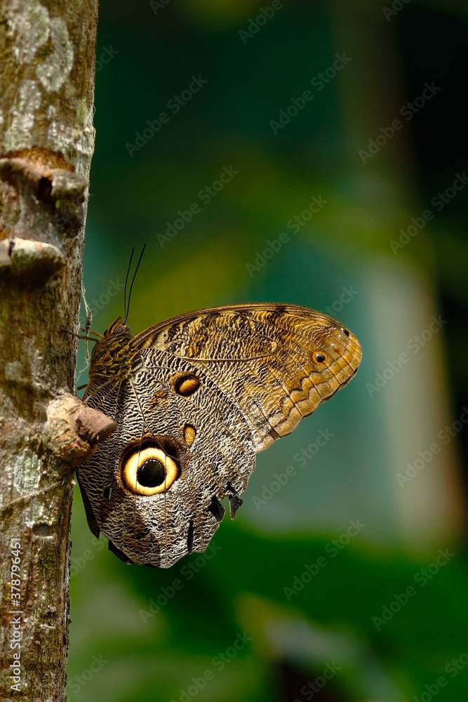 Specimen of Butterfly eye of owl (Caligo eurilochus) perched on branch. Chanchamayo, Peru Specimen of Butterfly eye of owl (Caligo eurilochus) perched on branch. Chanchamayo, Peru