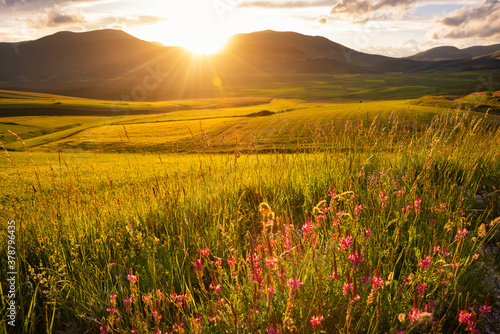 Beautiful wild flowers on sunset in summer