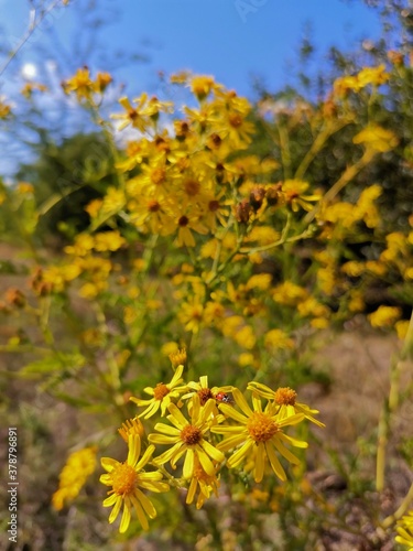 yellow flowers