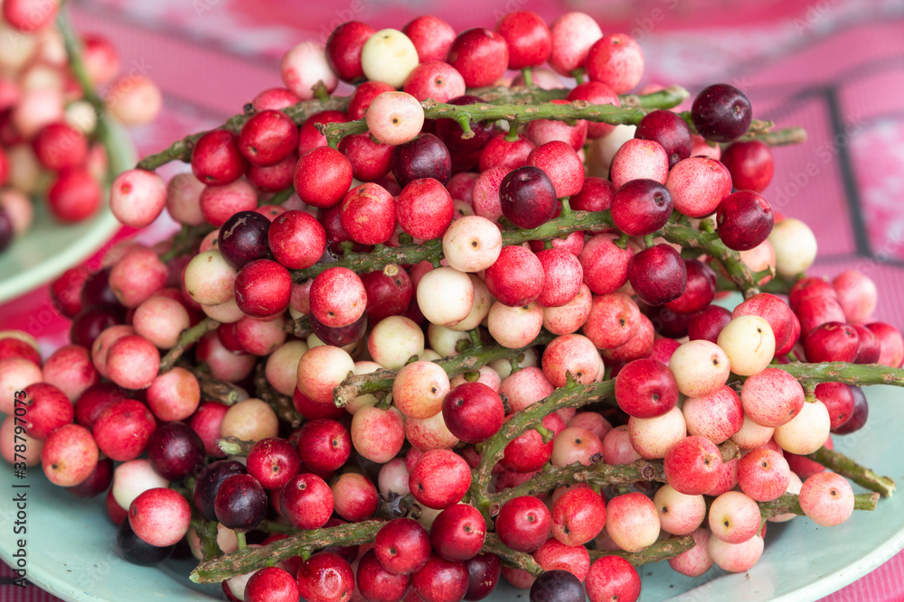 Antidesma thwaitesianum, Thai Berries also known as Mamao Luang Antidesma thwaitesianum, Thai Berries also known as Mamao Luang