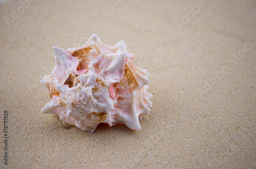 On the white sand lies a pink seashell of an unusual shape. Macro photography of a marine theme. The beach is somewhere near the sea or ocean. Sunny day. Vacation or weekend.