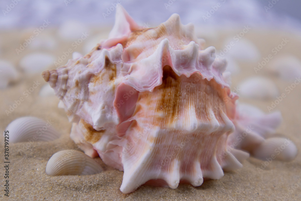 On the white sand lies a pink seashell of an unusual shape. Macro photography of a marine theme. The beach is somewhere near the sea or ocean. Sunny day. Vacation or weekend On the white sand lies a pink seashell of an unusual shape. Macro photography of a marine theme. The beach is somewhere near the sea or ocean. Sunny day. Vacation or weekend
