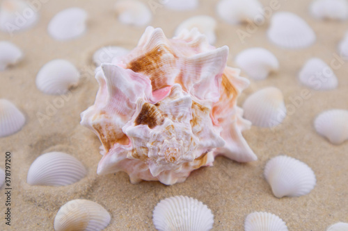 On the white sand lies a pink seashell of an unusual shape. Macro photography of a marine theme. The beach is somewhere near the sea or ocean. Sunny day. Vacation or weekend.