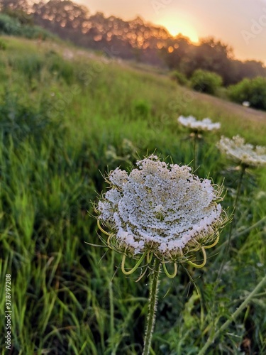 flower in the grass