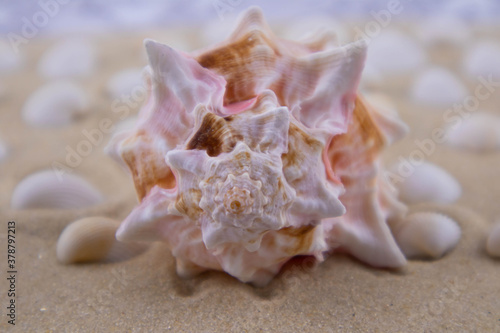 On the white sand lies a pink seashell of an unusual shape. Macro photography of a marine theme. The beach is somewhere near the sea or ocean. Sunny day. Vacation or weekend.