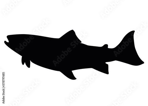 Big salmon fish. The salmon family. Vector image for fishing.