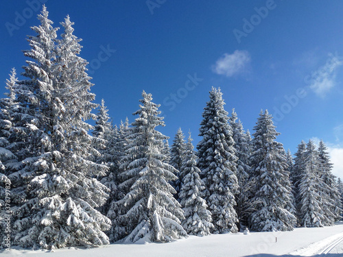 Winterwald frisch verschneit mit Langlaufloipe © Foxl
