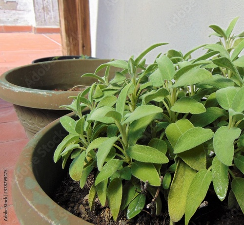 Sage plant with green leaves growing in a pot on a terrace outdoors.
