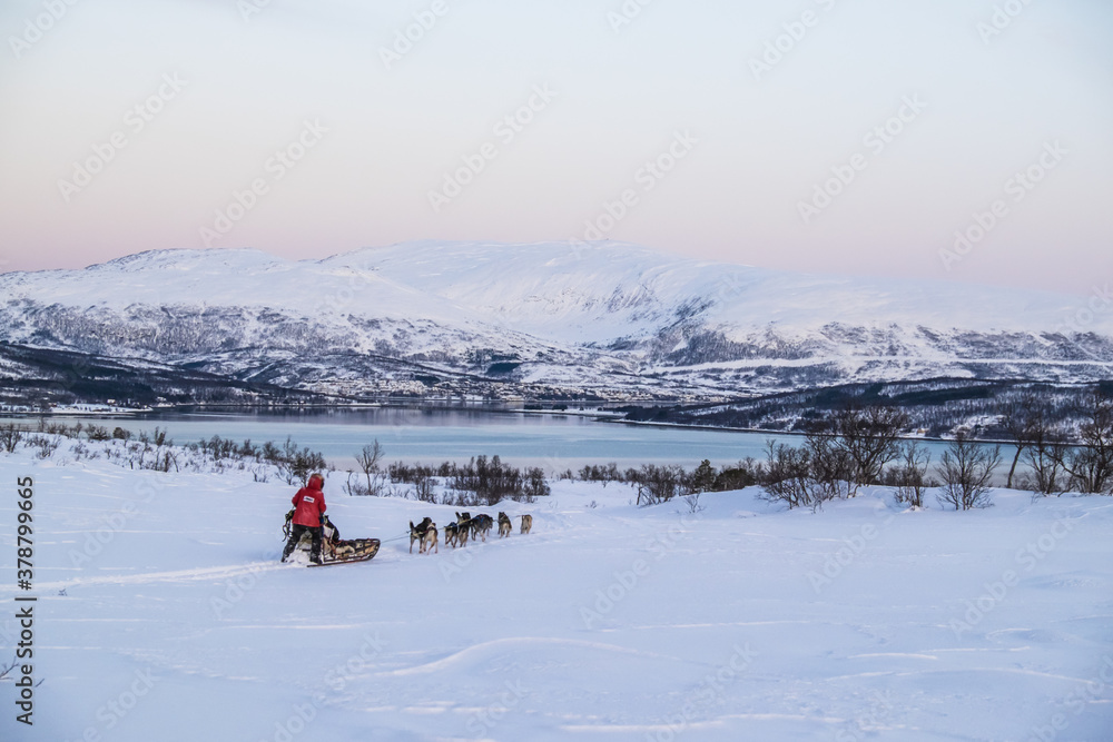 A team of husky sled dogs running on a deserted snowy road on the island of Kvaløya overlooking the Tromso fjord, Norway