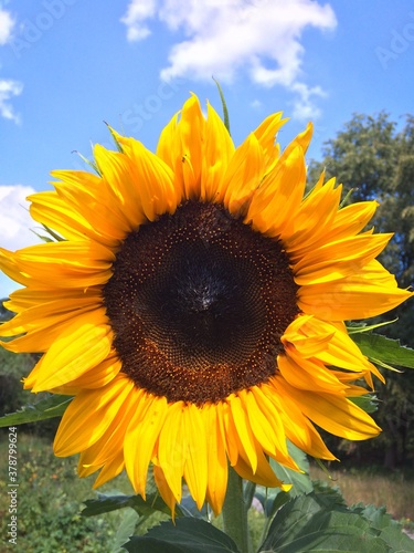 bright sunflower under the sky