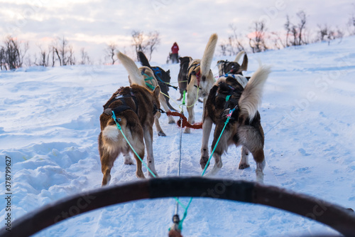 A team of husky sled dogs running on a snowy wilderness road in Kvaløya island, Tromso, Norway