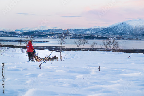 A team of husky sled dogs running on a deserted snowy road on the island of Kvaløya overlooking the Tromso fjord, Norway photo