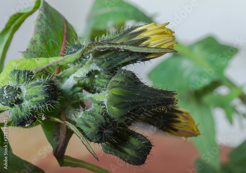 The buds and partially open flower of the Spotted Hawkweed. photo