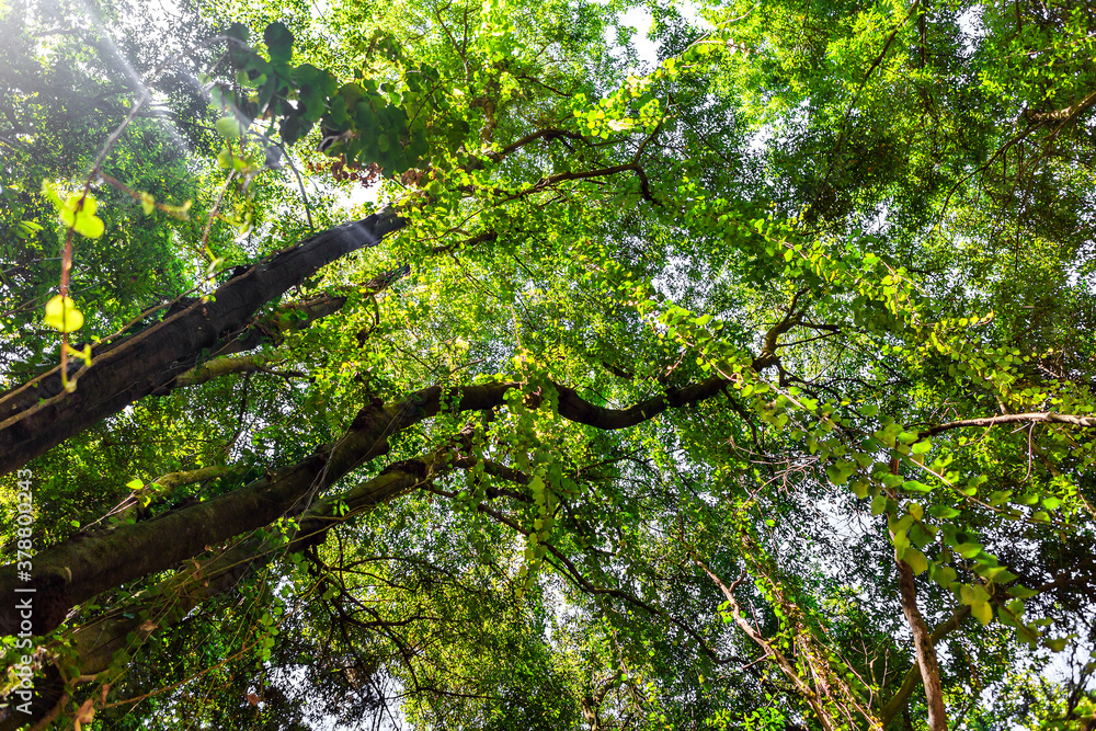 Fototapeta premium zenithal view of trees in nature