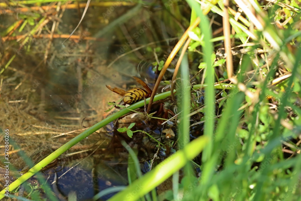 Hornisse (Vespa crabro) trinkt am Teichufer