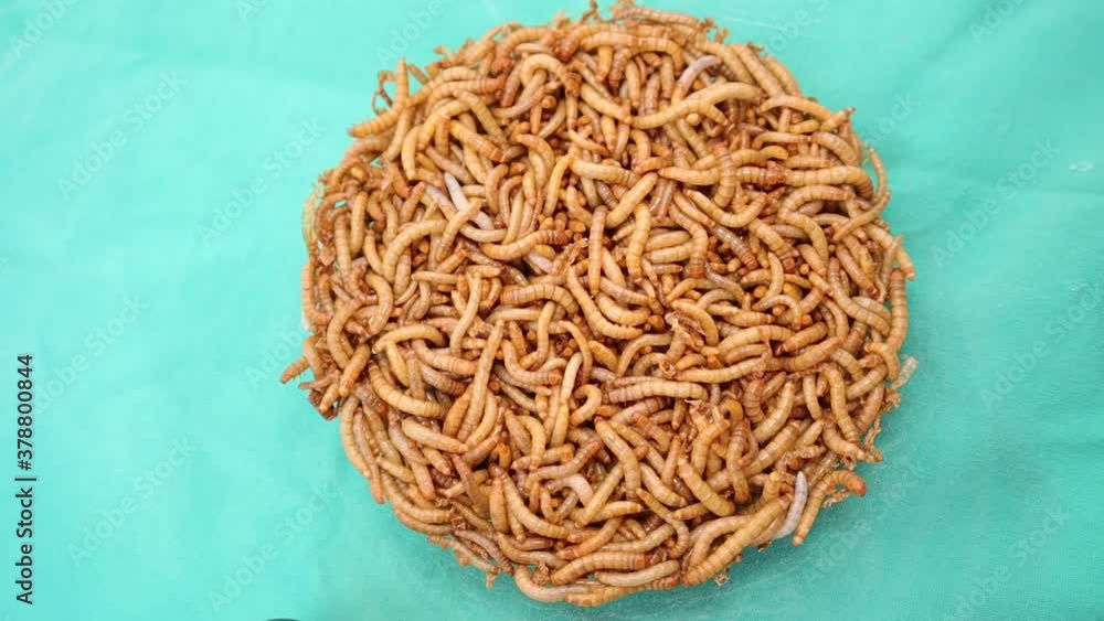 mealworms , mealworms on a green background, larva, larvae Stages of the meal worm the life
