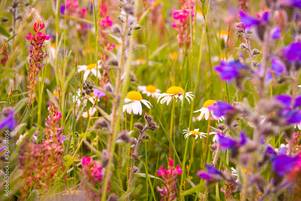 Fototapeta premium White wild flowers in sunlight in summer