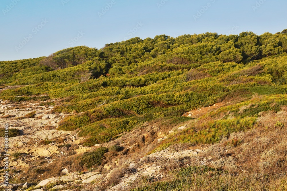 Vegetazione mediterranea isole Tremiti