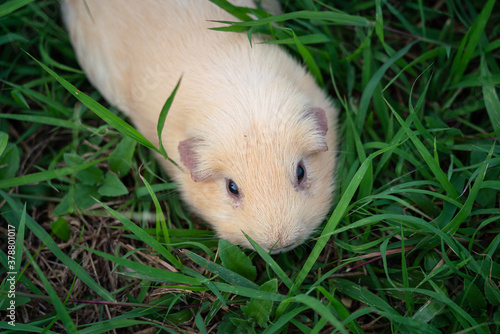 A cute fatty guinea pig is freedom running and playing on grass yard with outdoor environment. Animal portrait, face focus photo. © Nattawit
