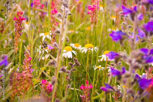 White wild flowers in sunlight in summer