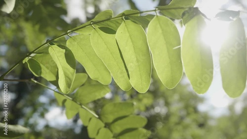 green leaves on a tree