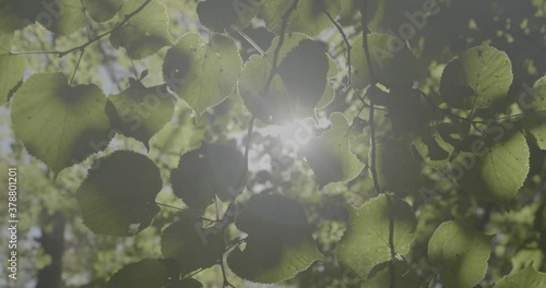 leaves